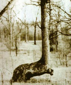 illinois trail tree